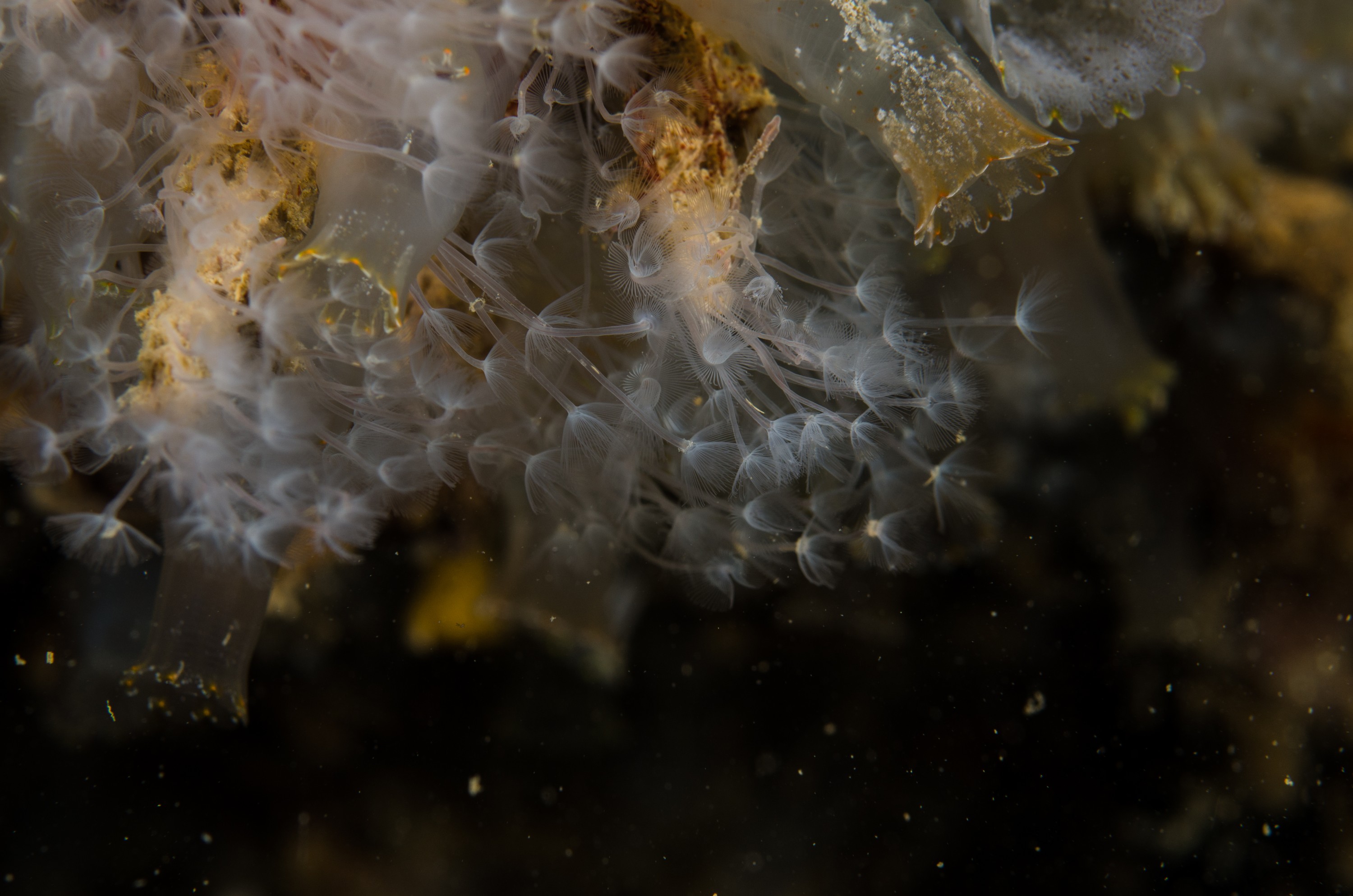DSC_5926 – crispin, nz, new, zealand, new zealand, Phoronid, worm, Phoronis, ijimai, introduced, pest, marsden, cove, marina, white, worm